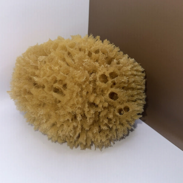 Grass Sponge, the large 6.5 inch
