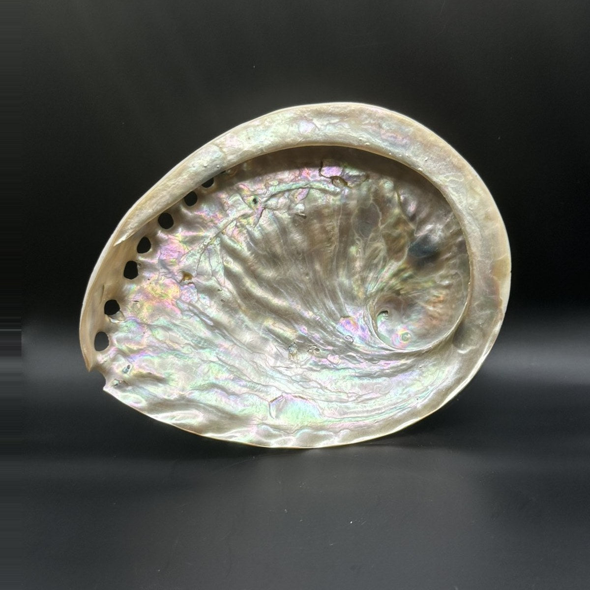 Orange Abalone, Large 5.5 inch, the inside