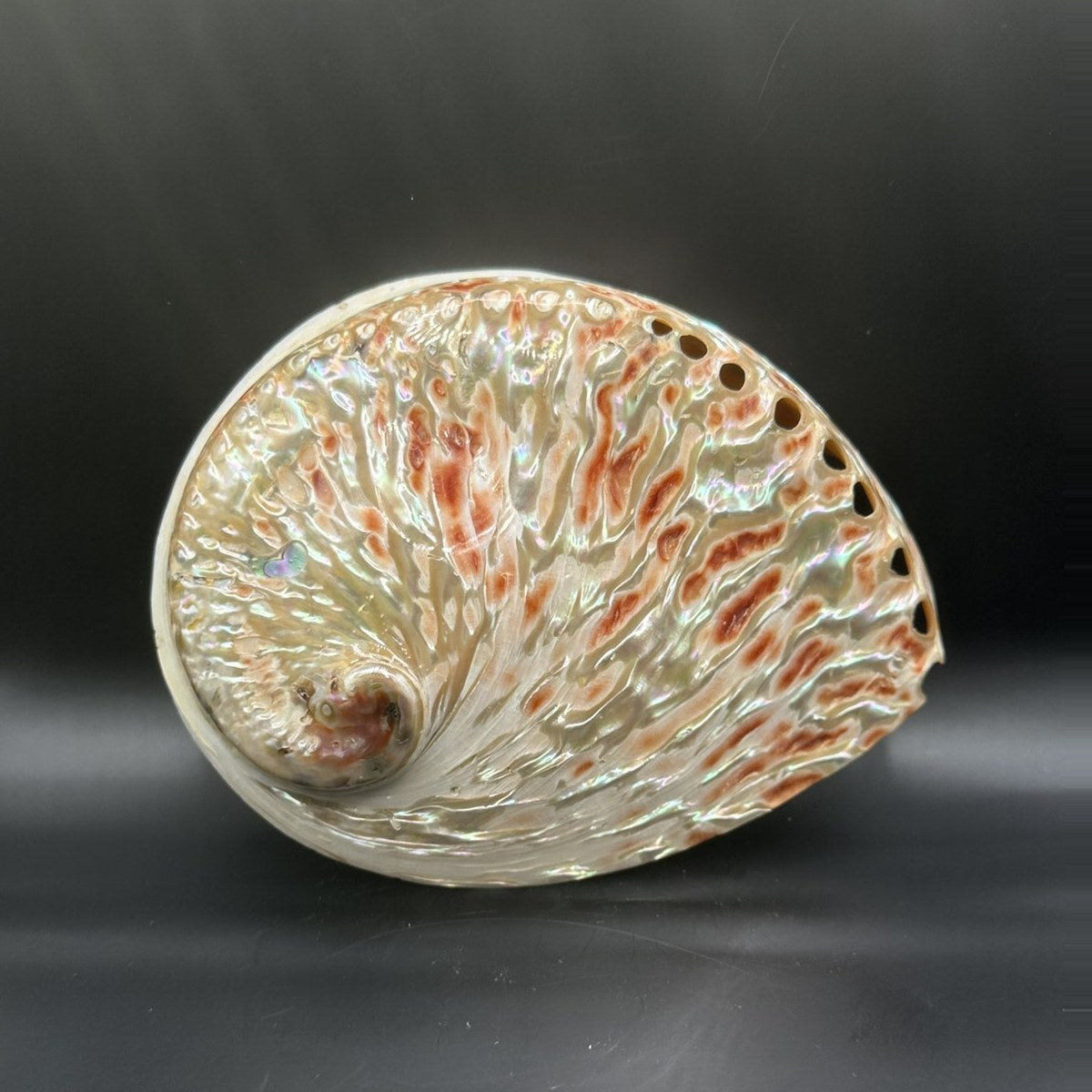 Orange Abalone, Large 5.5 inch, the outside