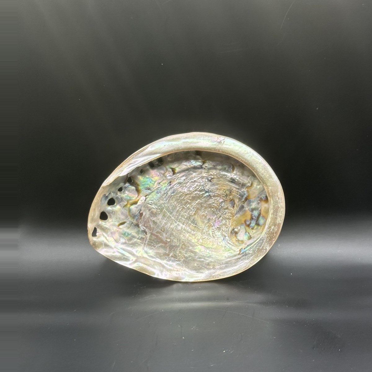 Orange Abalone, Small 4.5 inch, the inside