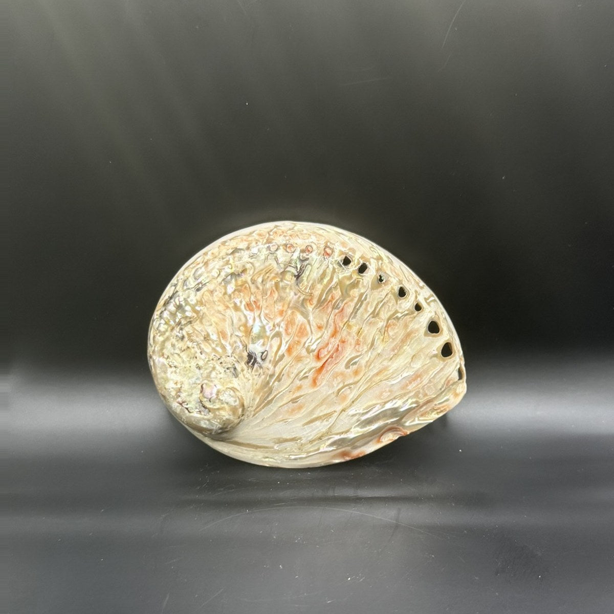 Orange Abalone, Small 4.5 inch, the outside