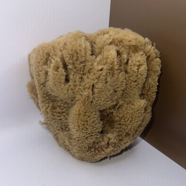 Peeling Sponge, the coarse surface, close