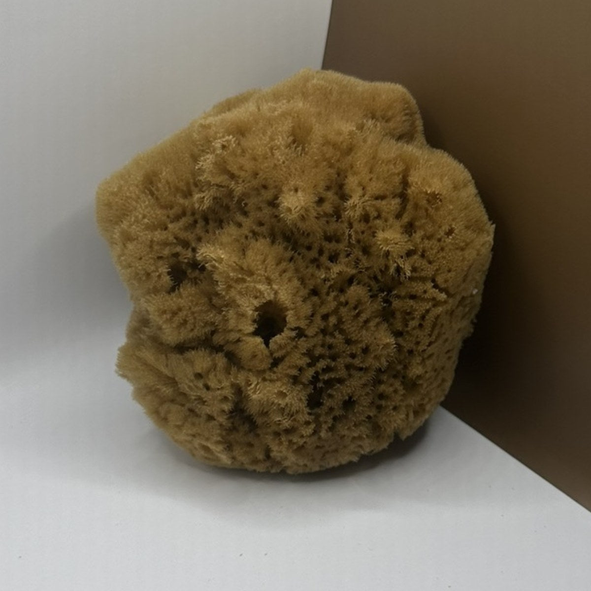 Peeling Sponge, the small 4.5 inch