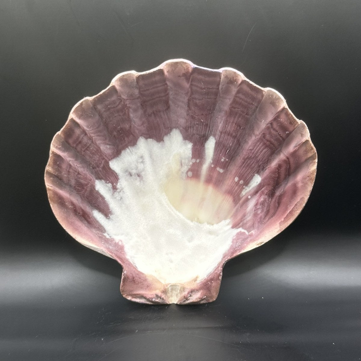 Scallop Shell, the inside, purple and white