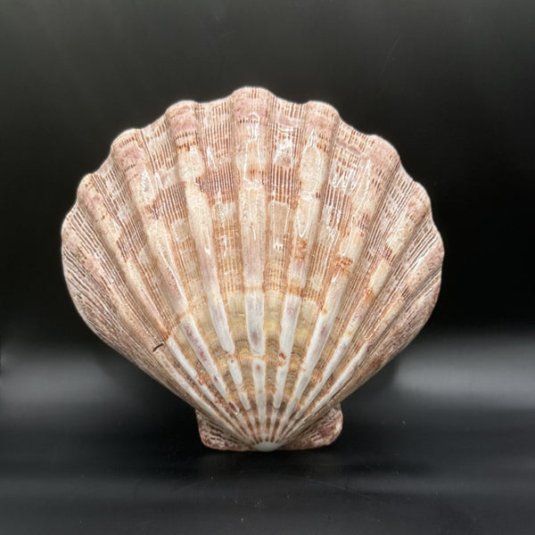 Scallop Shell, the ribbed outside
