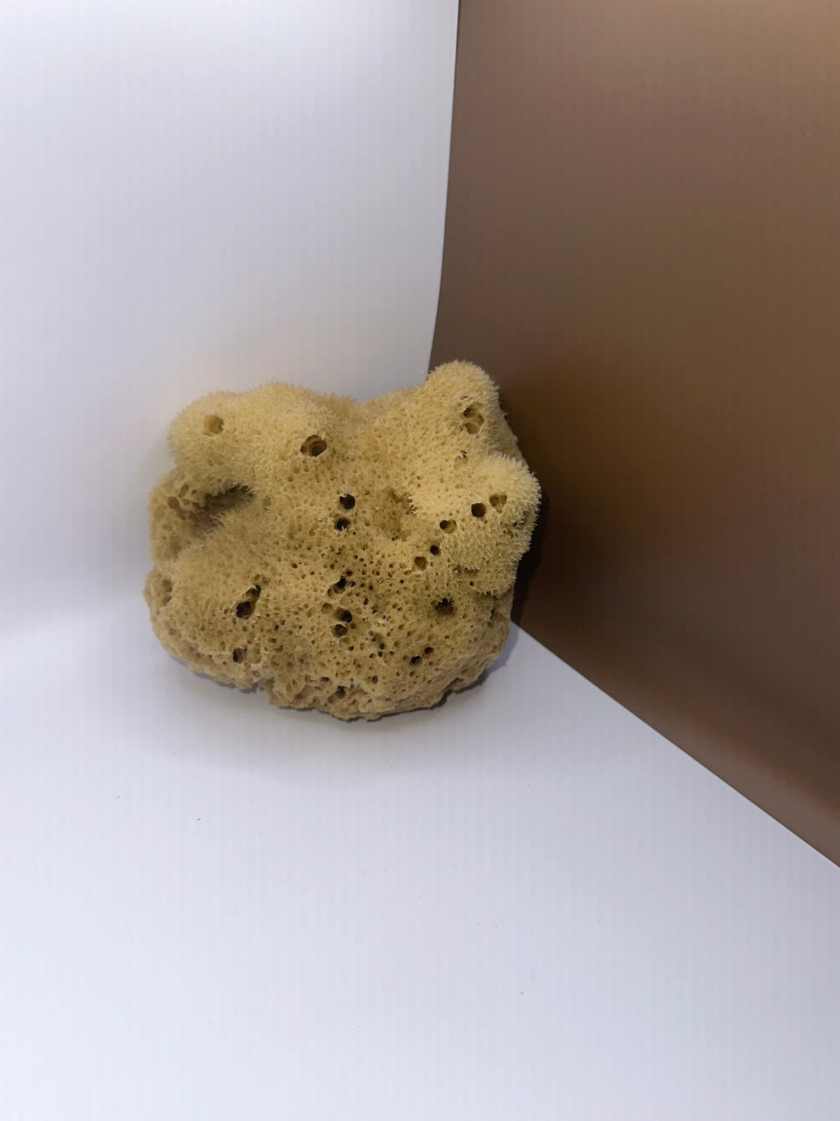 Silk Sponge, side on