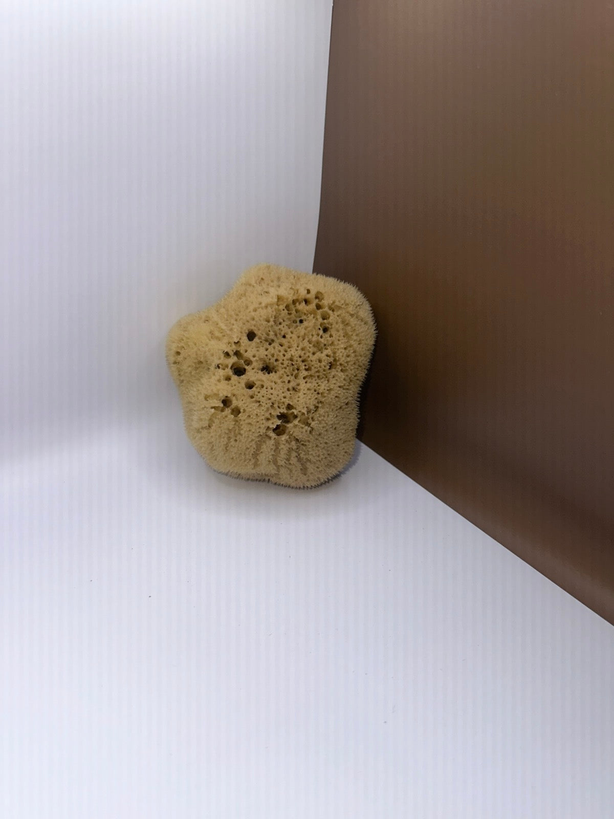 Silk Sponge, a small one