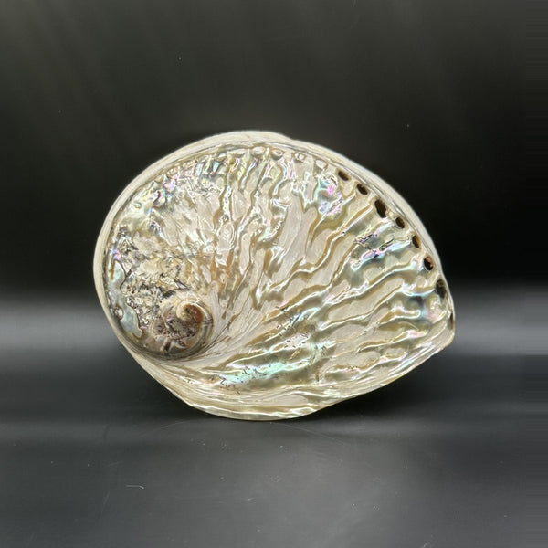 White Abalone, Large 5.5 inch, the outside