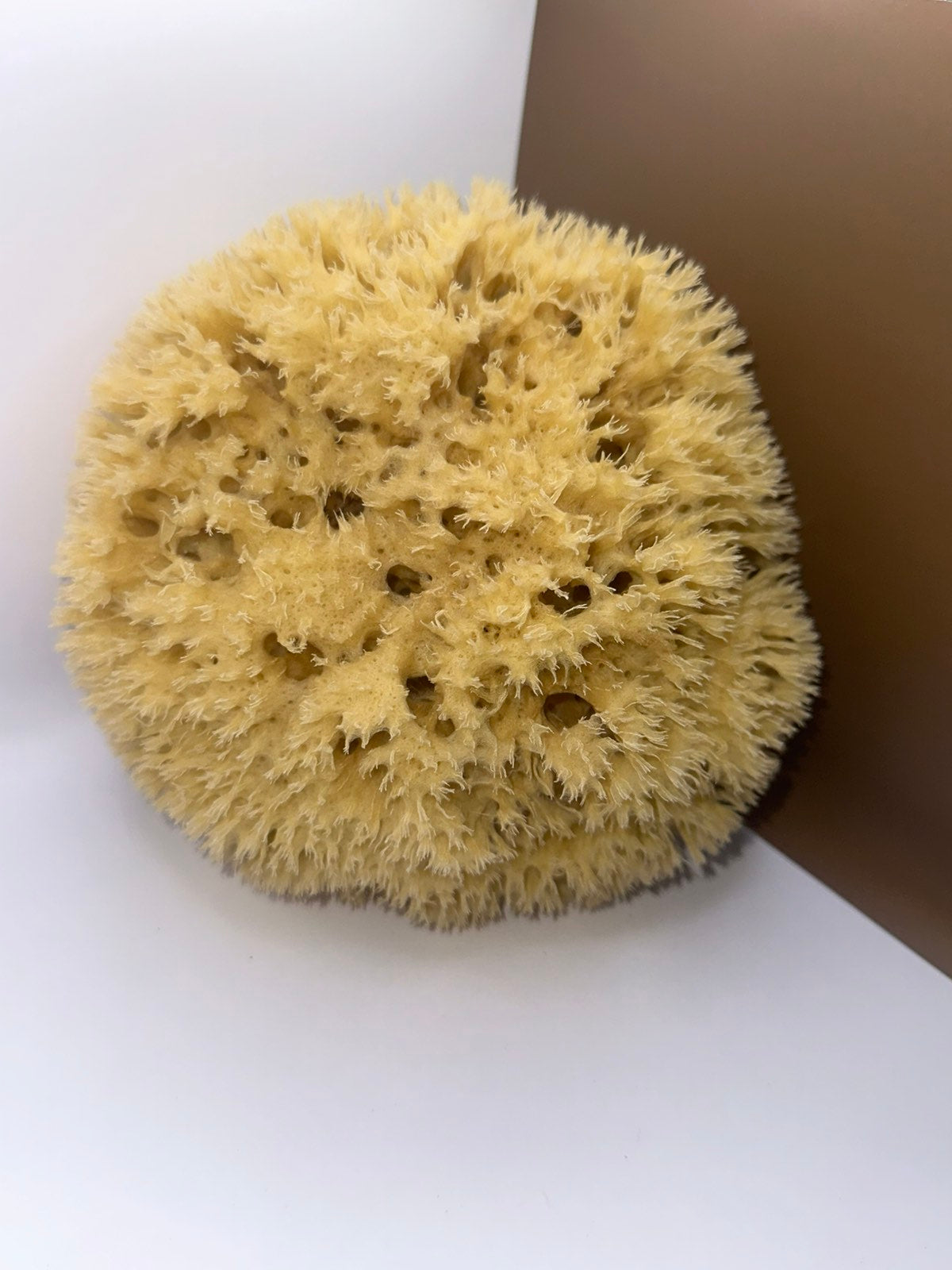 Wool Sponge, the open texture, dry