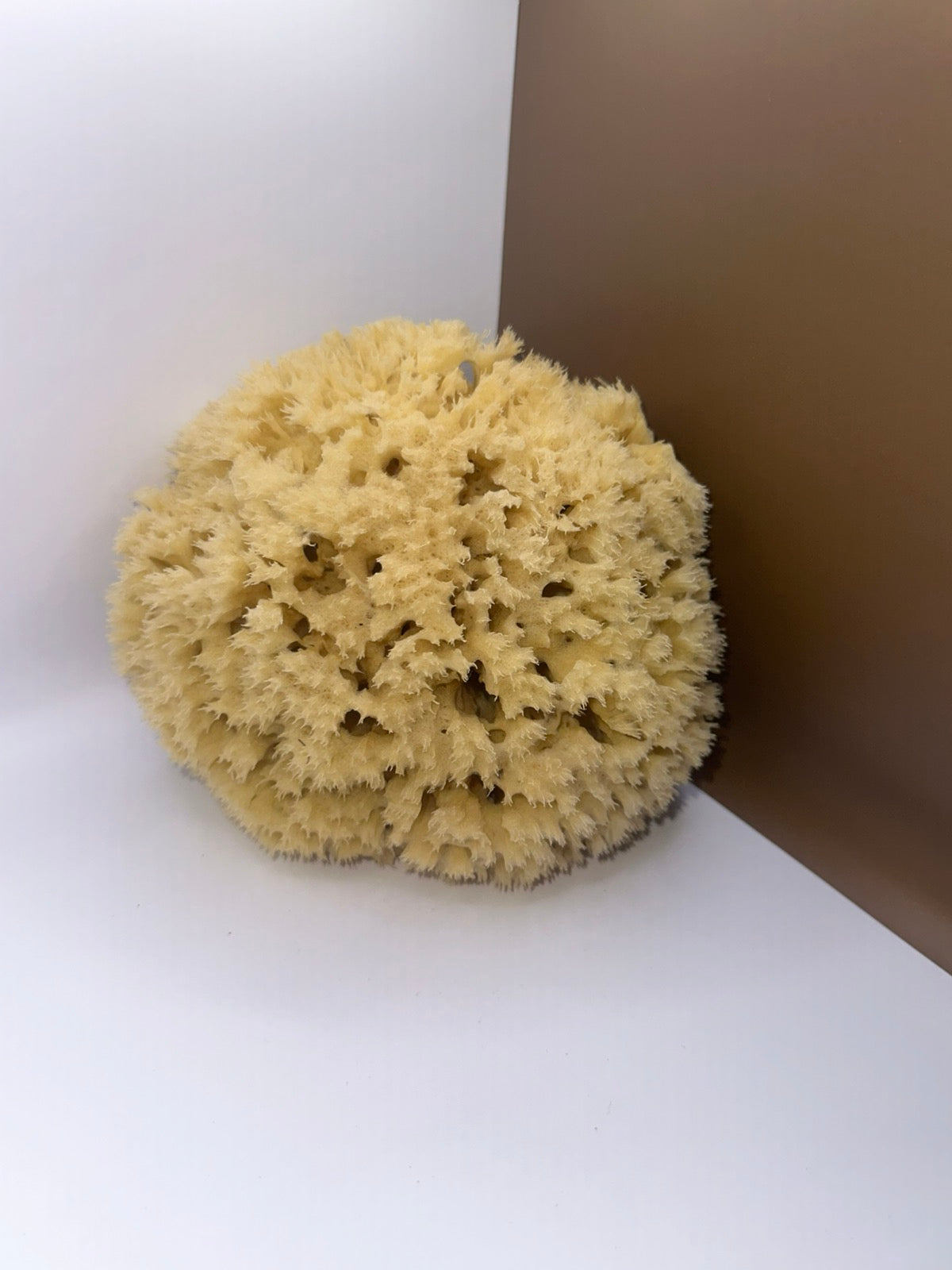 Wool Sponge, from above