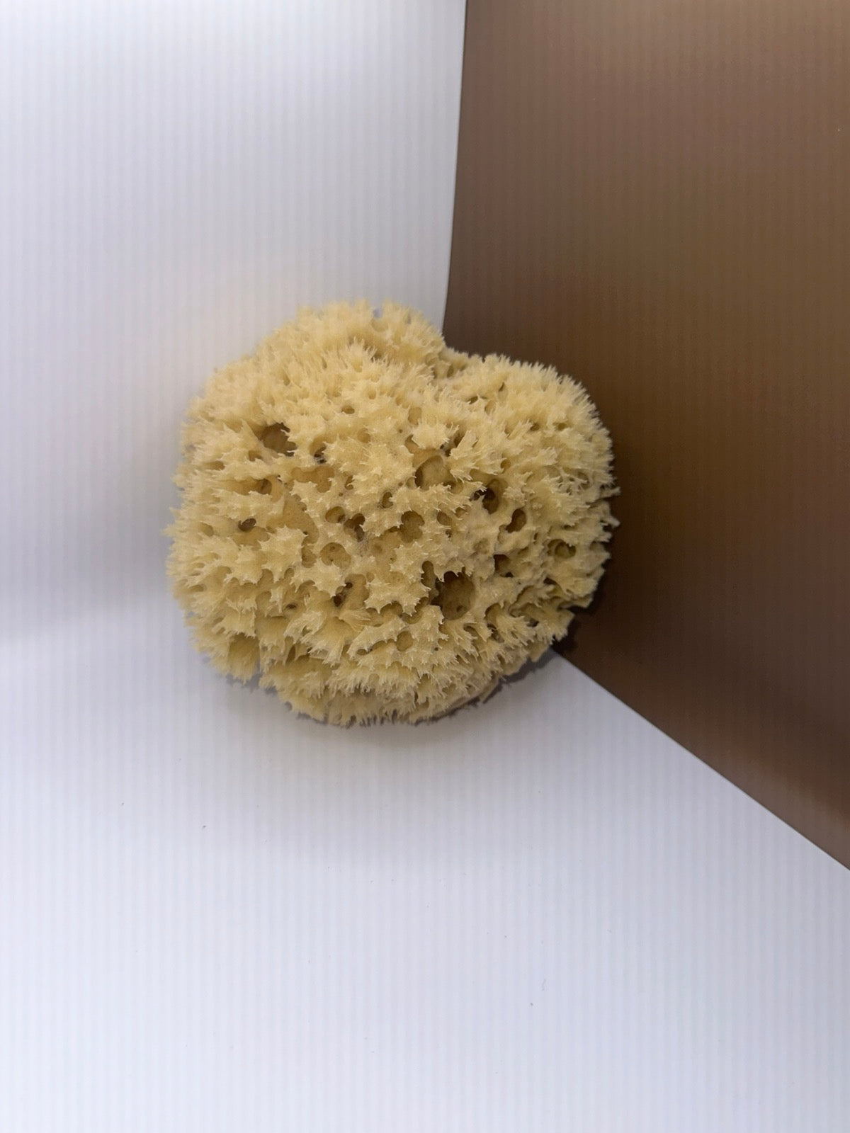 Wool Sponge, a smaller one, for scale against the others