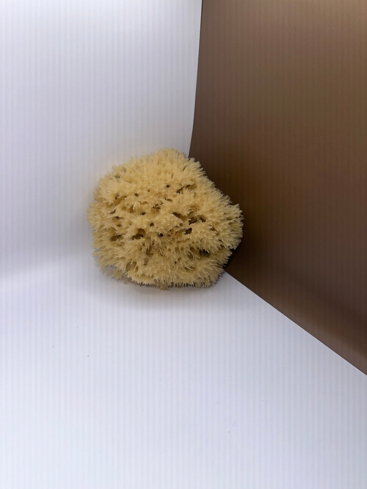 Wool Sponge, the smallest size