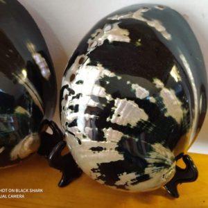 Abalone Black Shell (6 inch)