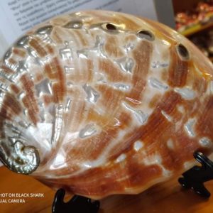 Rare Abalone Shell (7 inch)