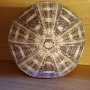 Flat Sea Urchin (4 inch)