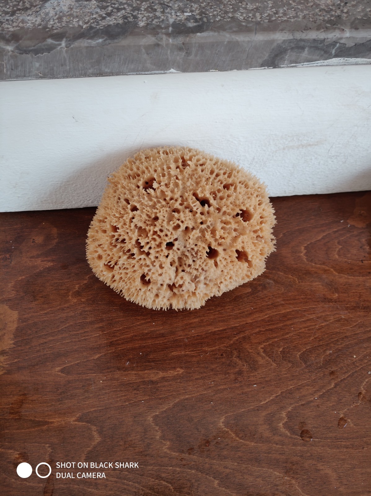 Wool Sponge High Quality (7 Inch)