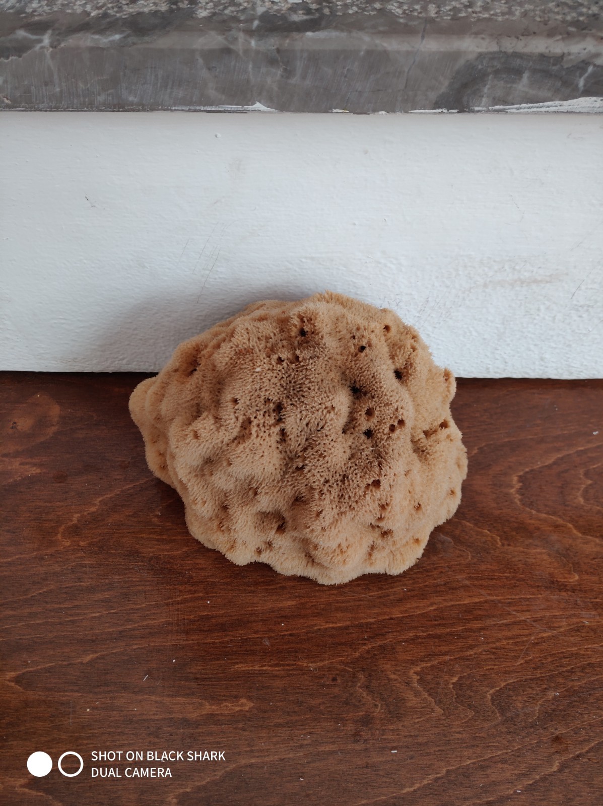 Silk Sponge (8 Inch)