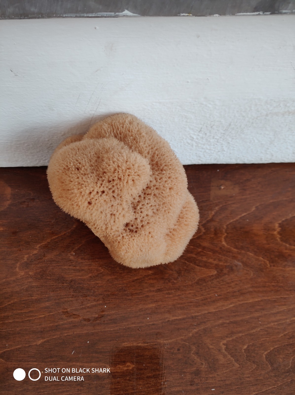 Silk Sponge (5.5 Inch)