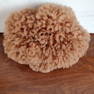 Wool Sponge (7 Inch)