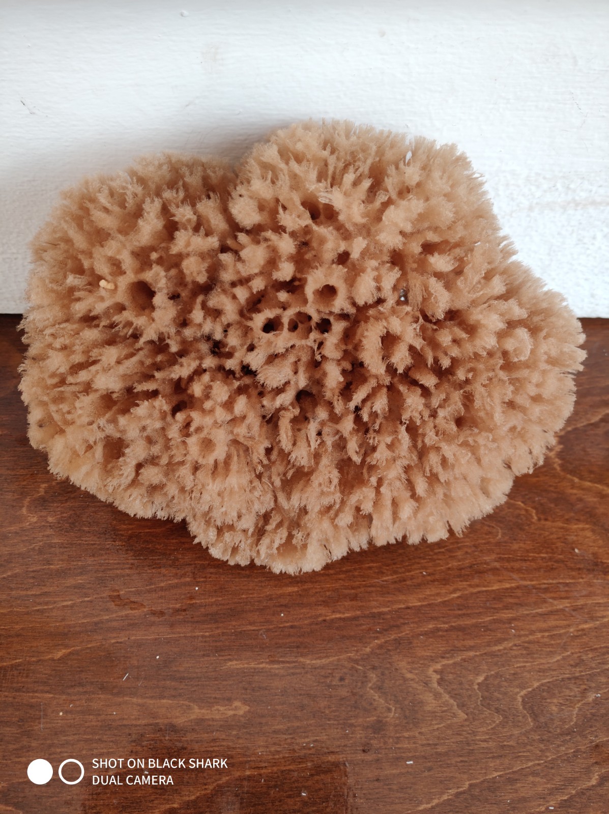 Wool Sponge (7 Inch)