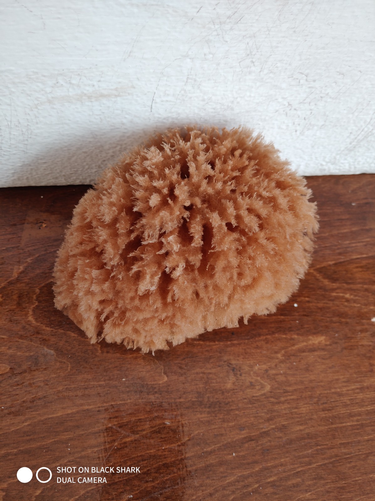 Wool Sponge (5 Inch)