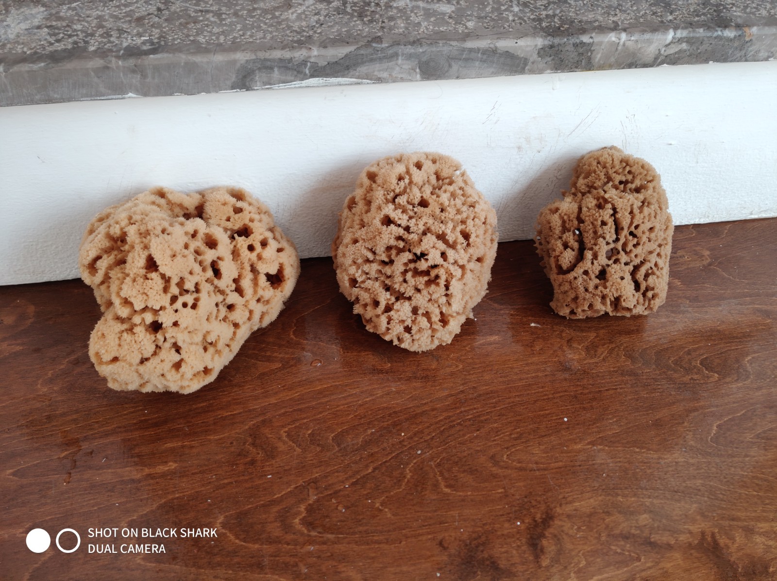 Peeling/Exfoliating Sponge (6 Inch) - Image 2