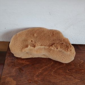 Elephant Ear Natural Dermatological Sponge (4.5 Inch)