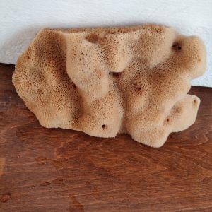 Elephant Ear Natural Dermatological Sponge (6 Inch)