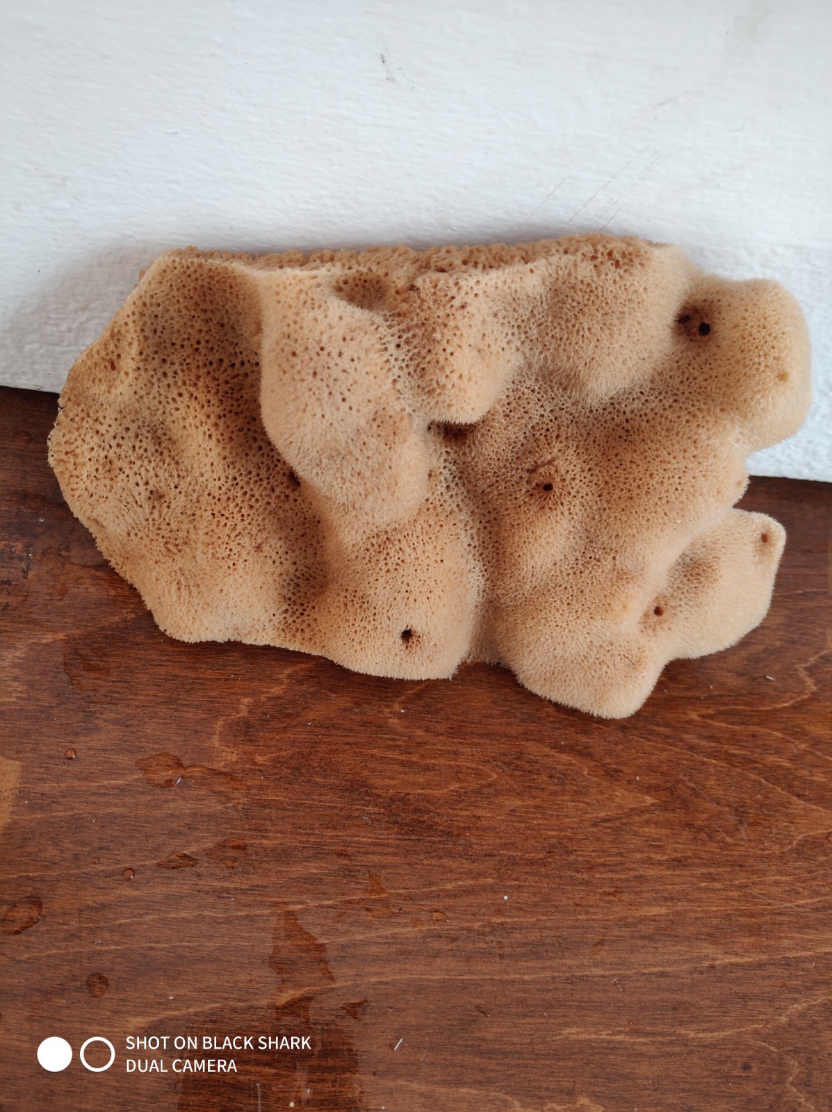 Elephant Ear Natural Dermatological Sponge (6 Inch)