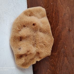 Elephant Ear Natural Dermatological Sponge (5.5 Inch)