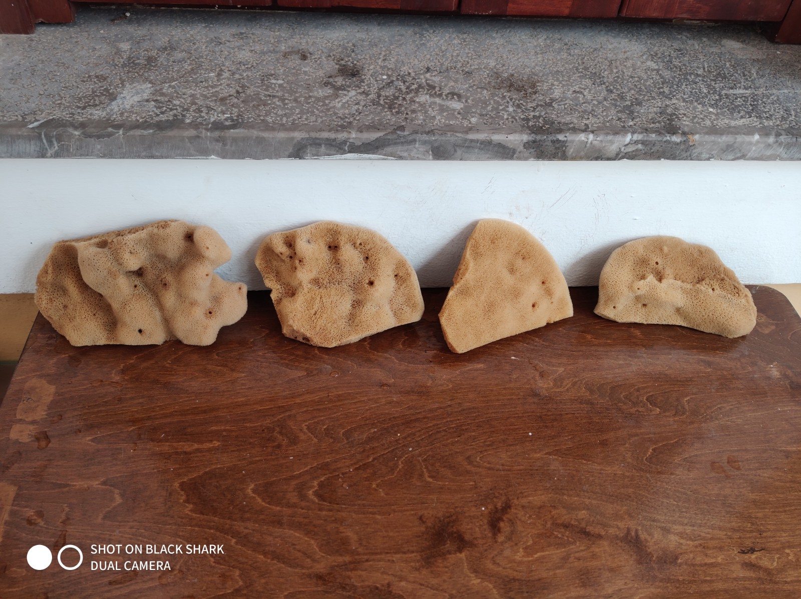 Elephant Ear Natural Dermatological Sponge (6 Inch) - Image 2