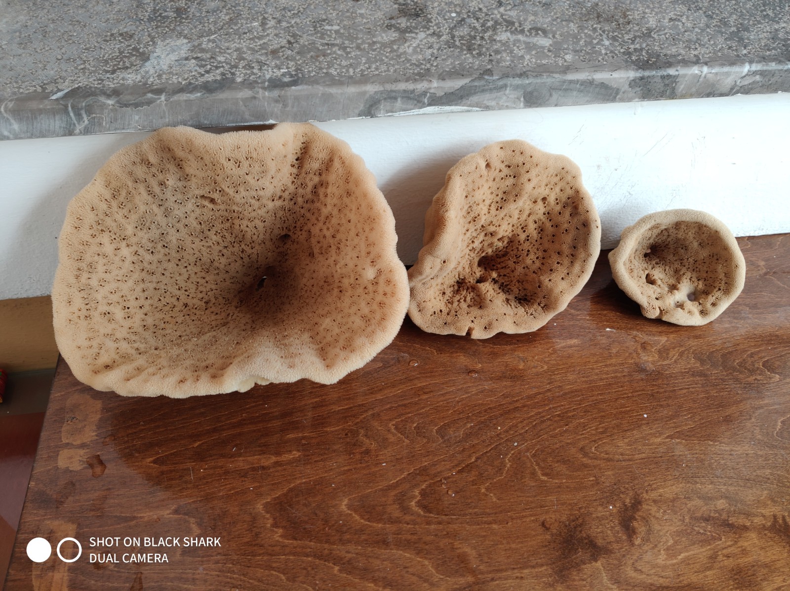 Elephant Ear Sponge (5 Inch) - Image 2