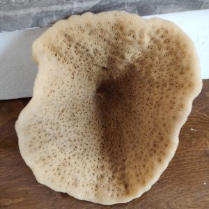 Elephant Ear Sponge (15 Inch)