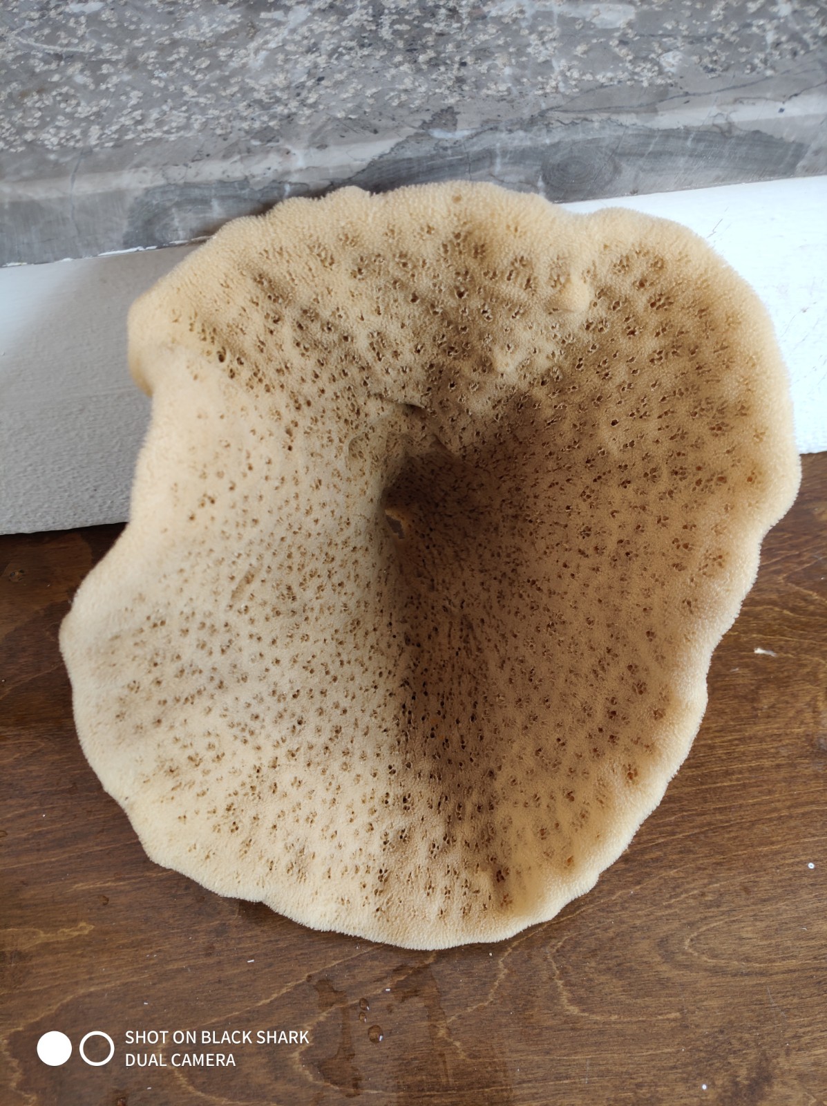 Elephant Ear Sponge (15 Inch)