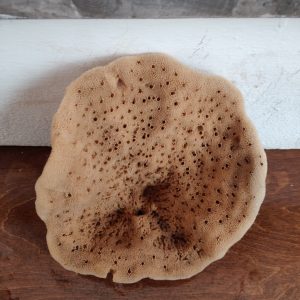 Elephant Ear Sponge (8 Inch)