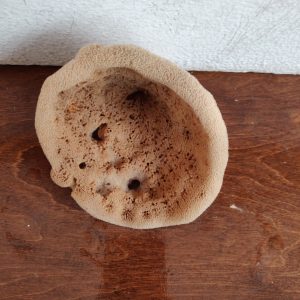 Elephant Ear Sponge (5 Inch)