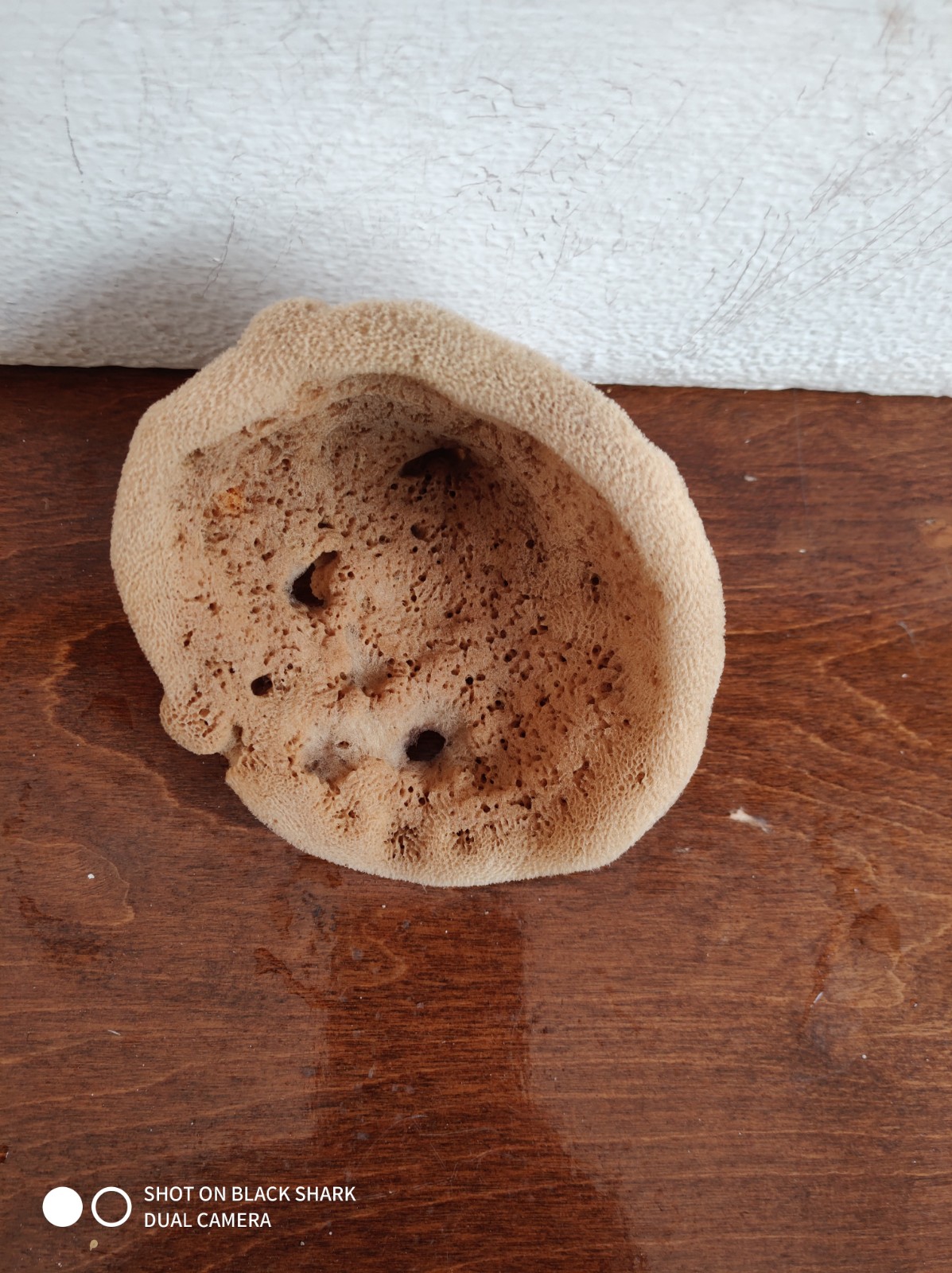 Elephant Ear Sponge (5 Inch)