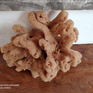 Coral Sponge (10 Inch)