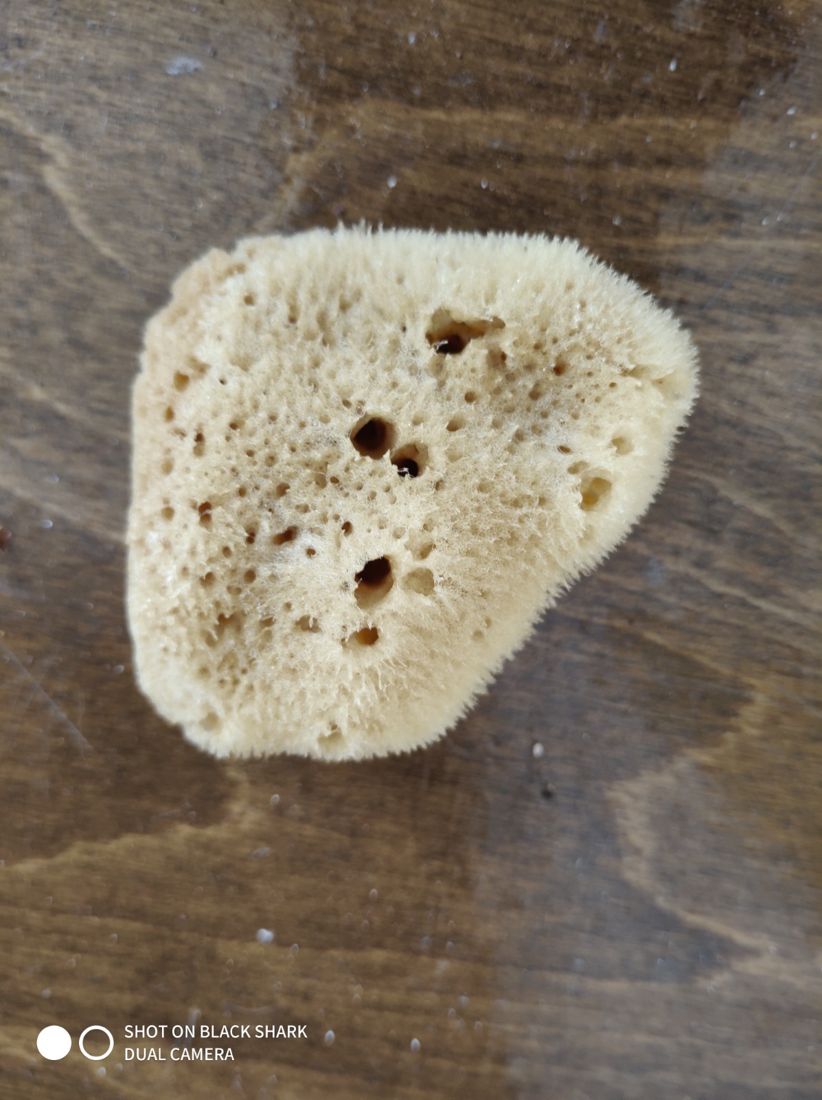 Face Sponges (one size) - Image 2