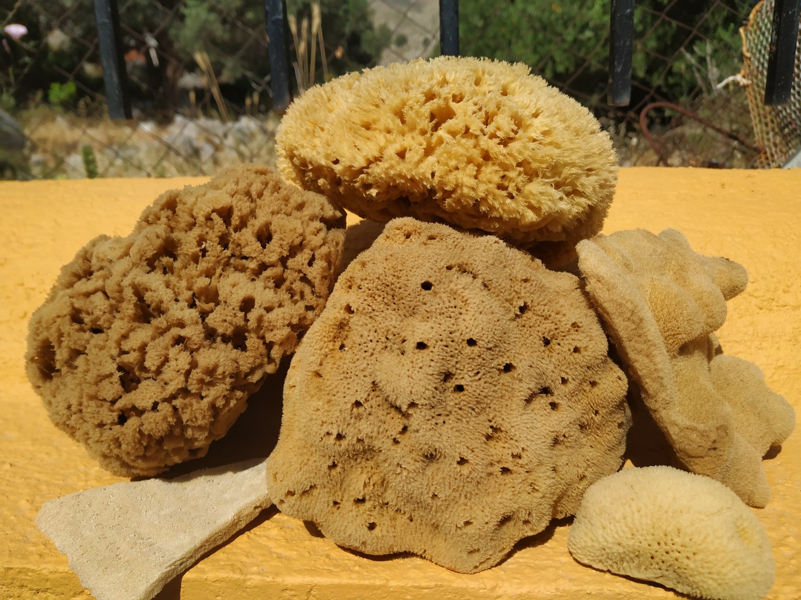 The All Sponge Family Gift Set - Image 2