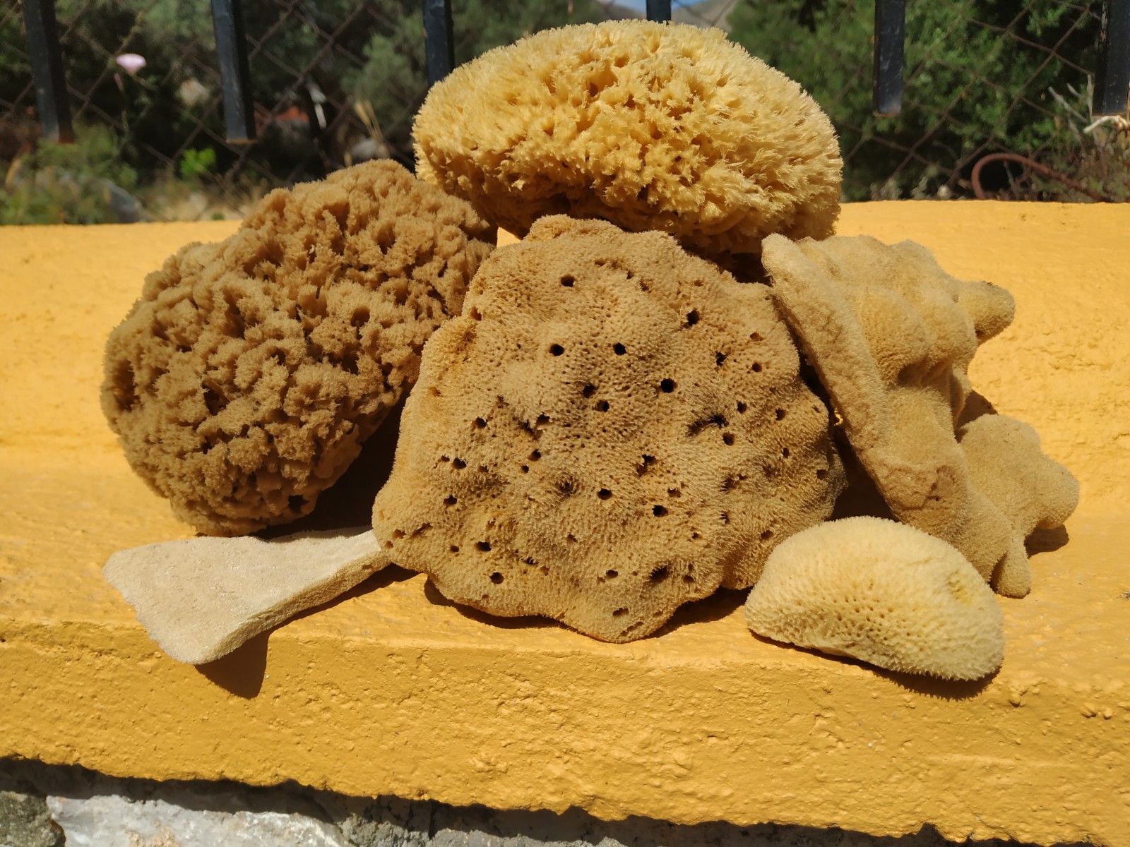 The All Sponge Family Gift Set - Image 3