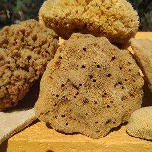 The All Sponge Family Gift Set