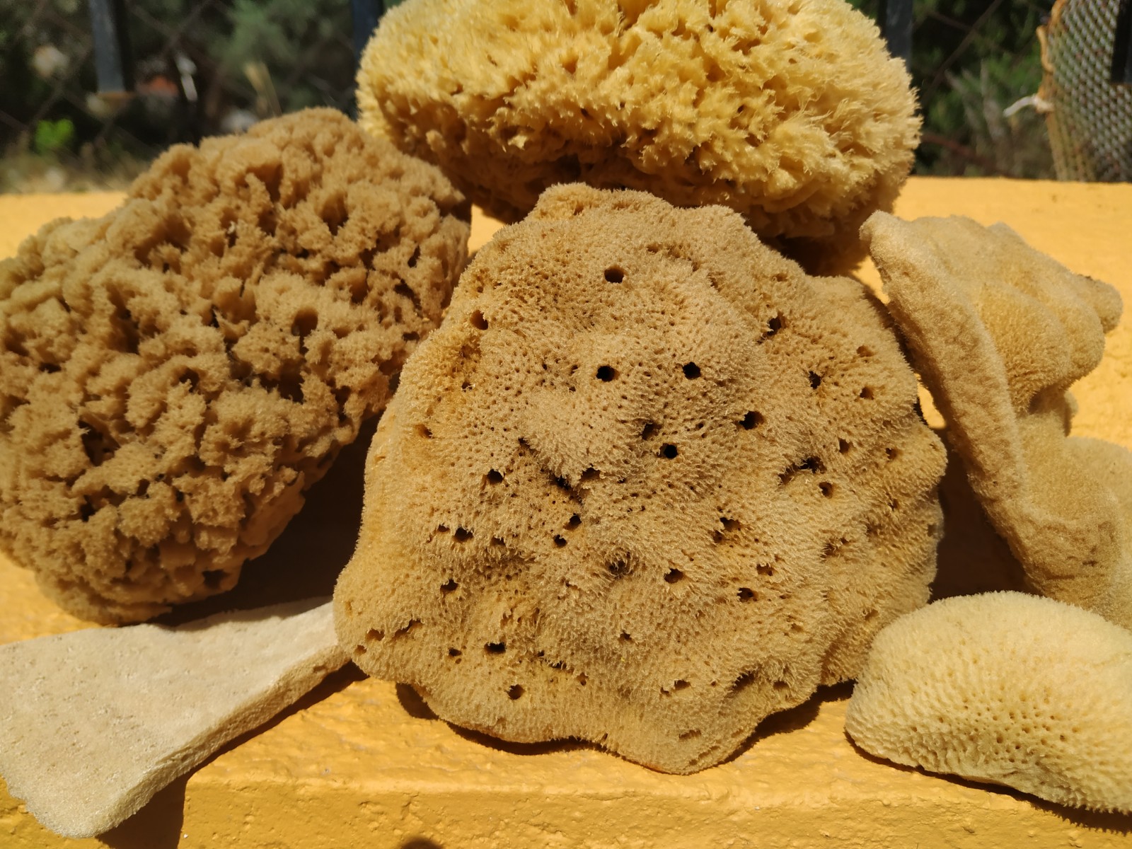 The All Sponge Family Gift Set