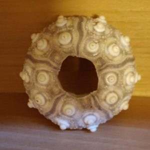 Round Sea Urchin (2.5 inch)
