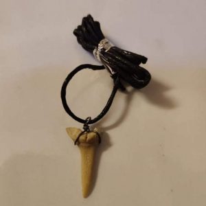 Shark Tooth Necklace (1 inch)