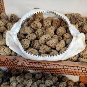 Tiger Shark Jaw (19 inch)