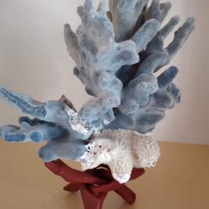 Rare Blue Coral (6.5 inch)