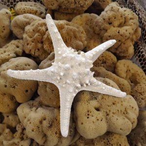Starfish (Large)