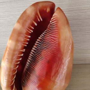 Casis Rufa Shell (7 inch)