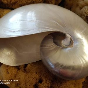 Nautilos Pearl Shell (7 inch)